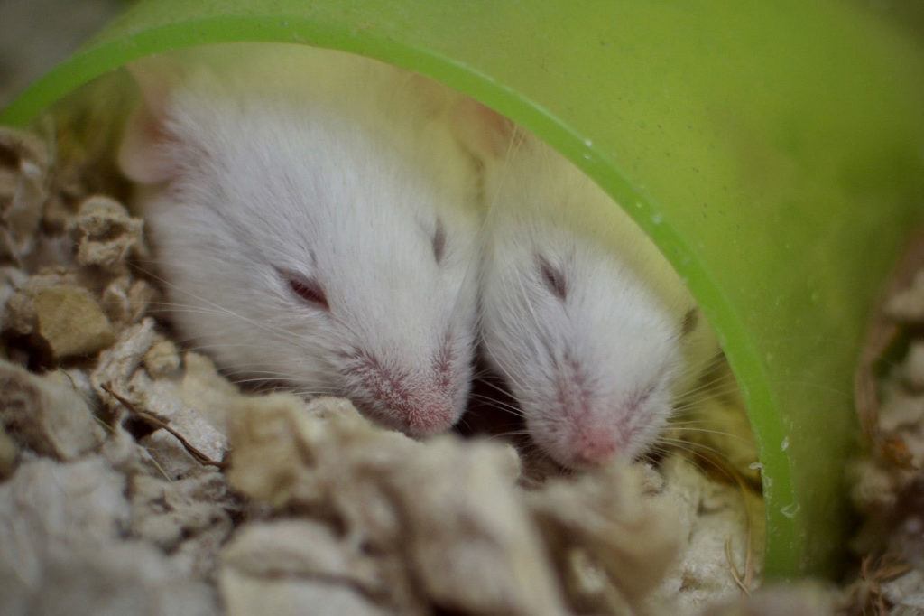 Not a creature was stirring, not even a mouse. These sleepy little guys are just a few of the pet white mice available for adoption at the shelter. (Everett Animal Shelter / Jon Annis)
