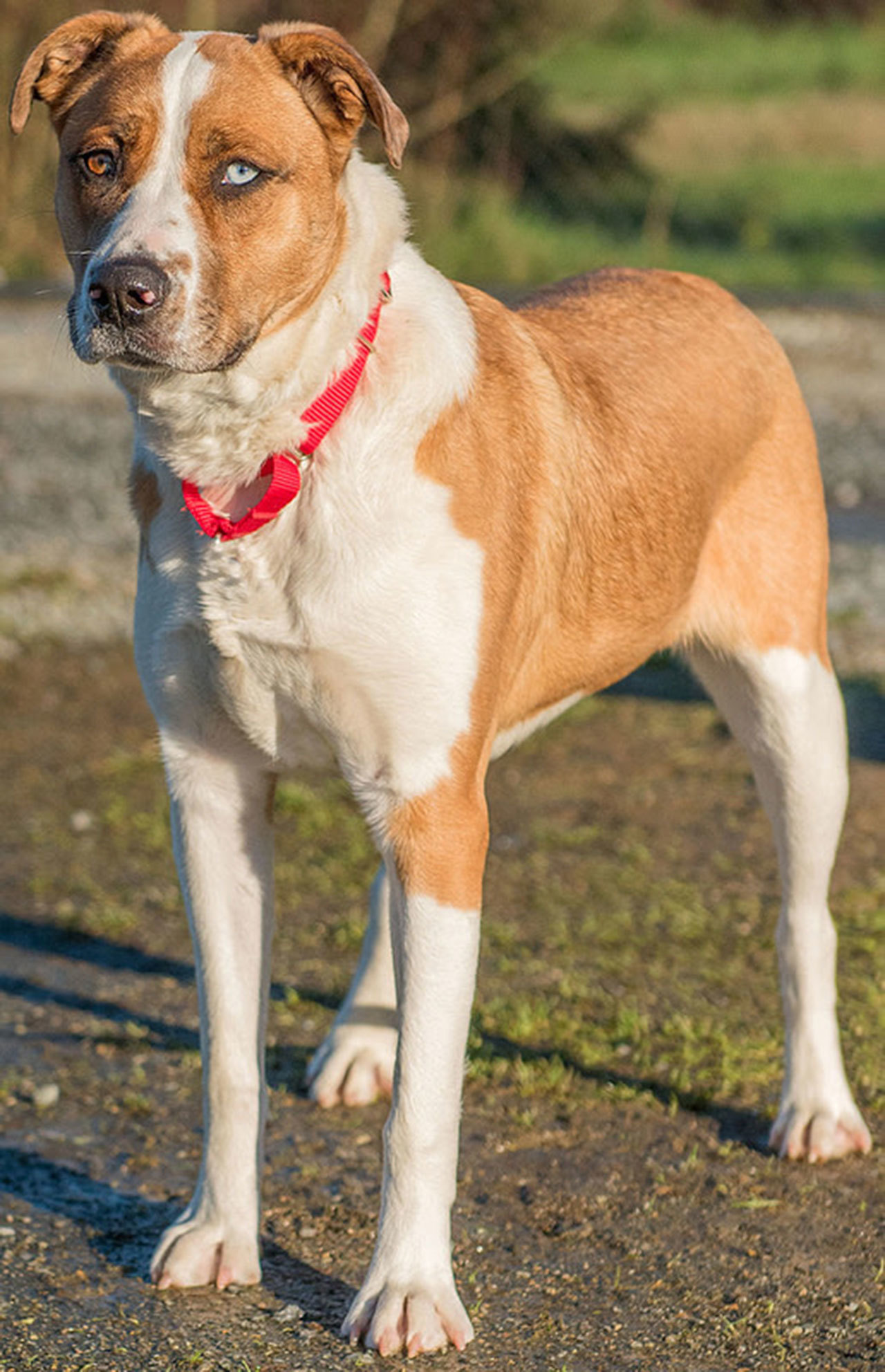 Mocha is a beautiful Austrian Shepherd mix. She has lived with kids over 10 years old and other dogs. Her new home must be feline free. If there are any resident canines they must have a meet and greet prior to adoption. She can be very cautious when meeting new people. (Curt Story/Everett Animal Shelter)
