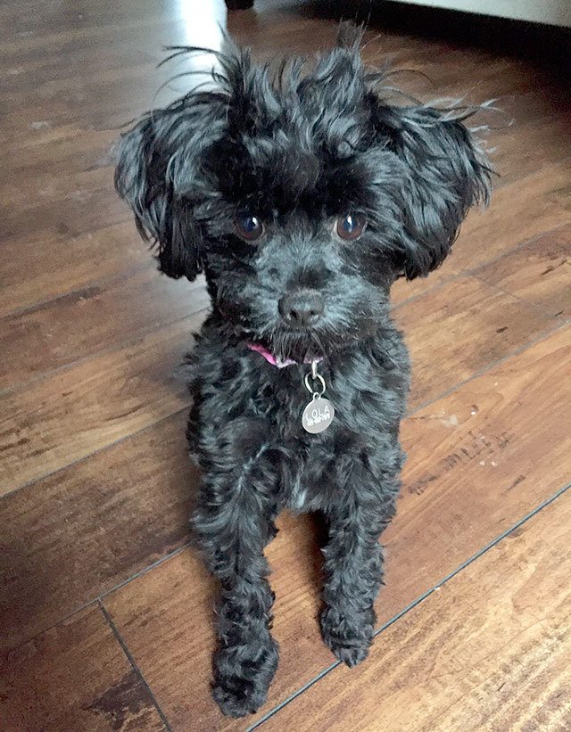 Pet parents Kelsey and Jay Shubert of Everett were ahead of the trend when they named their yorkipoo Lola three years ago. (Kelsey Shubert photo)