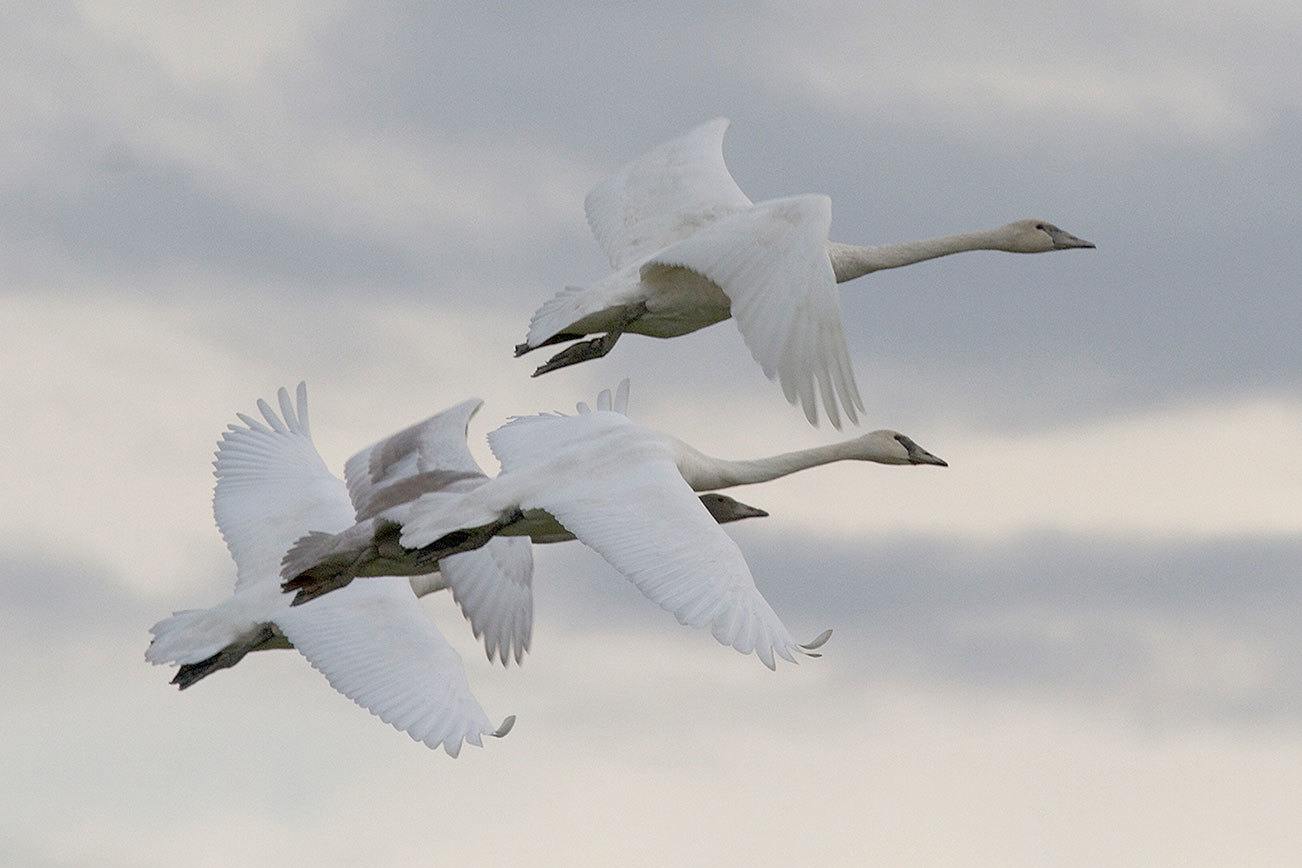 Big birds: Graceful swans return to Snohomish County fields