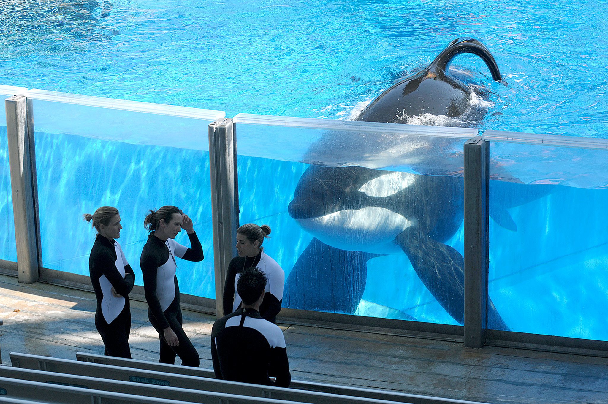Orca whale Tilikum watches as SeaWorld Orlando trainers take a break during a 2011 training session at the theme park’s Shamu Stadium in Orlando, Florida. Tilikum, an orca that killed a trainer at SeaWorld Orlando in 2010, has died. (AP Photo/Phelan M. Ebenhack, File)