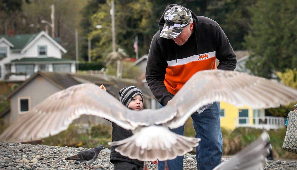 Sterling Johnson, 22 months, feeds seagulls with his visiting grandfather, Robert Johnson on the beach at the Mukilteo State Park Wednesday afternoon on March 23, 2016. (Kevin Clark / The Herald)
