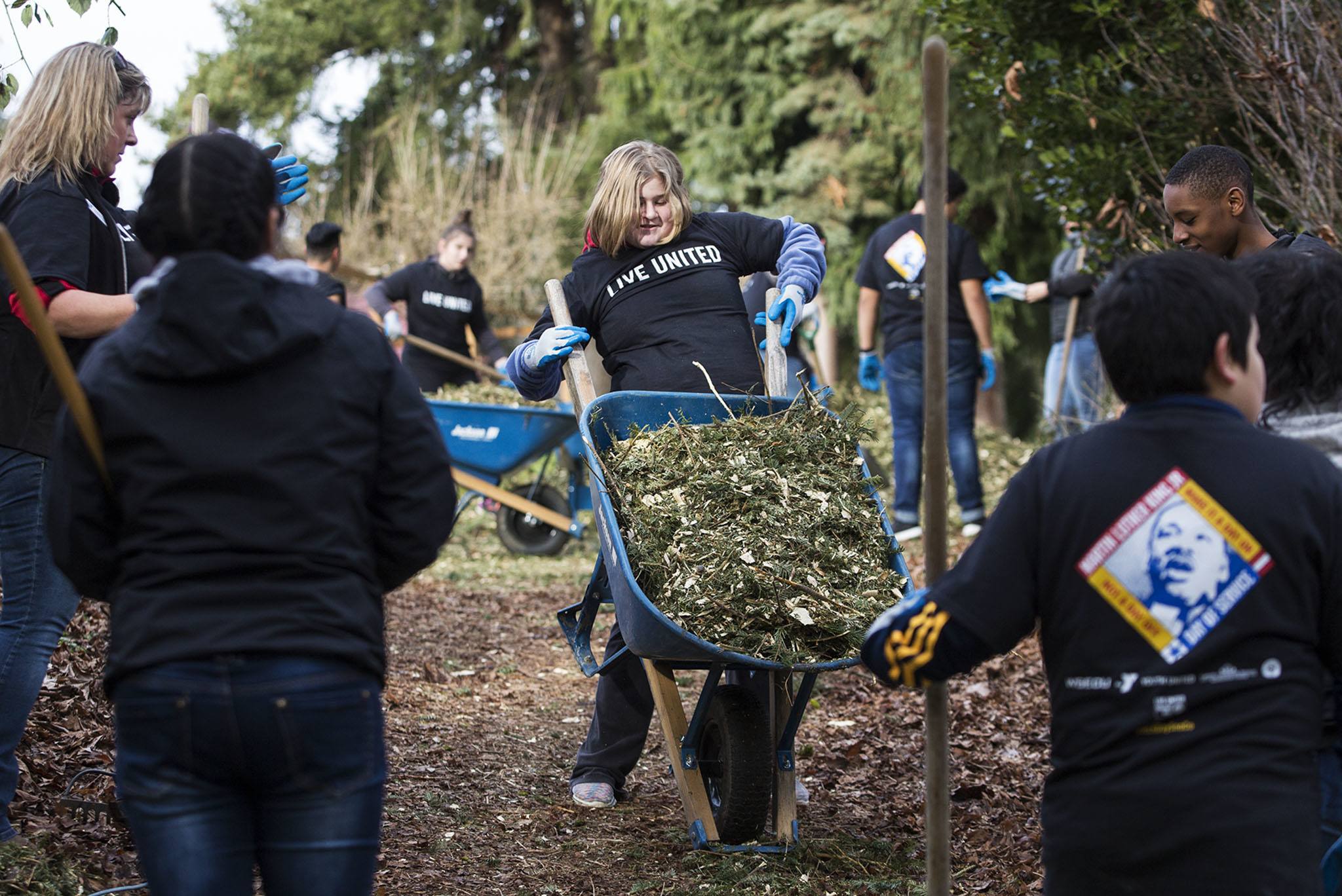 Elsa DeGraw, 12, attempts to control a mulch-filled wheelbarrow during a volunteer service day in recognition of MLK Day at Jennings Park on Monday in Marysville. DeGraw and other volunteers from the YMCA My Achiever Program worked alongside adult mentors to cover trails at the park. (Daniella Beccaria / The Herald)