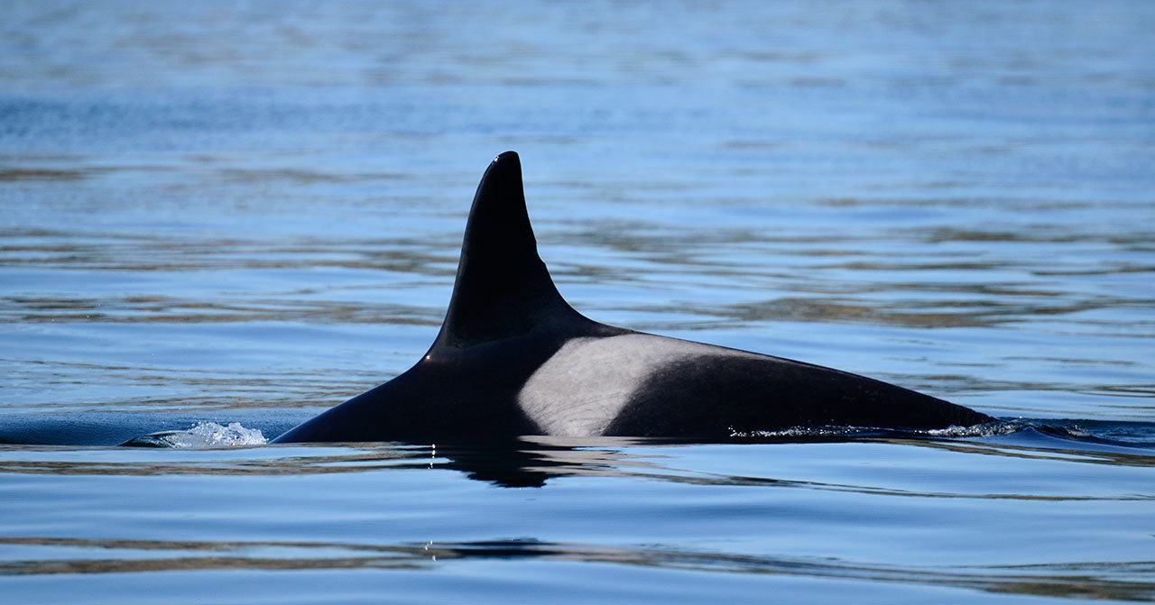 In this 2015 photo, an orca whale designated J2 swims in the Salish Sea near the San Juan Islands. J2, known as Granny and the oldest member of the small population of endangered Puget Sound orcas, has been missing for months and is now likely dead, bringing the toll of dead or missing whales to seven in 2016, researchers reported. (Ken Balcomb/The Center for Whale Research via AP)