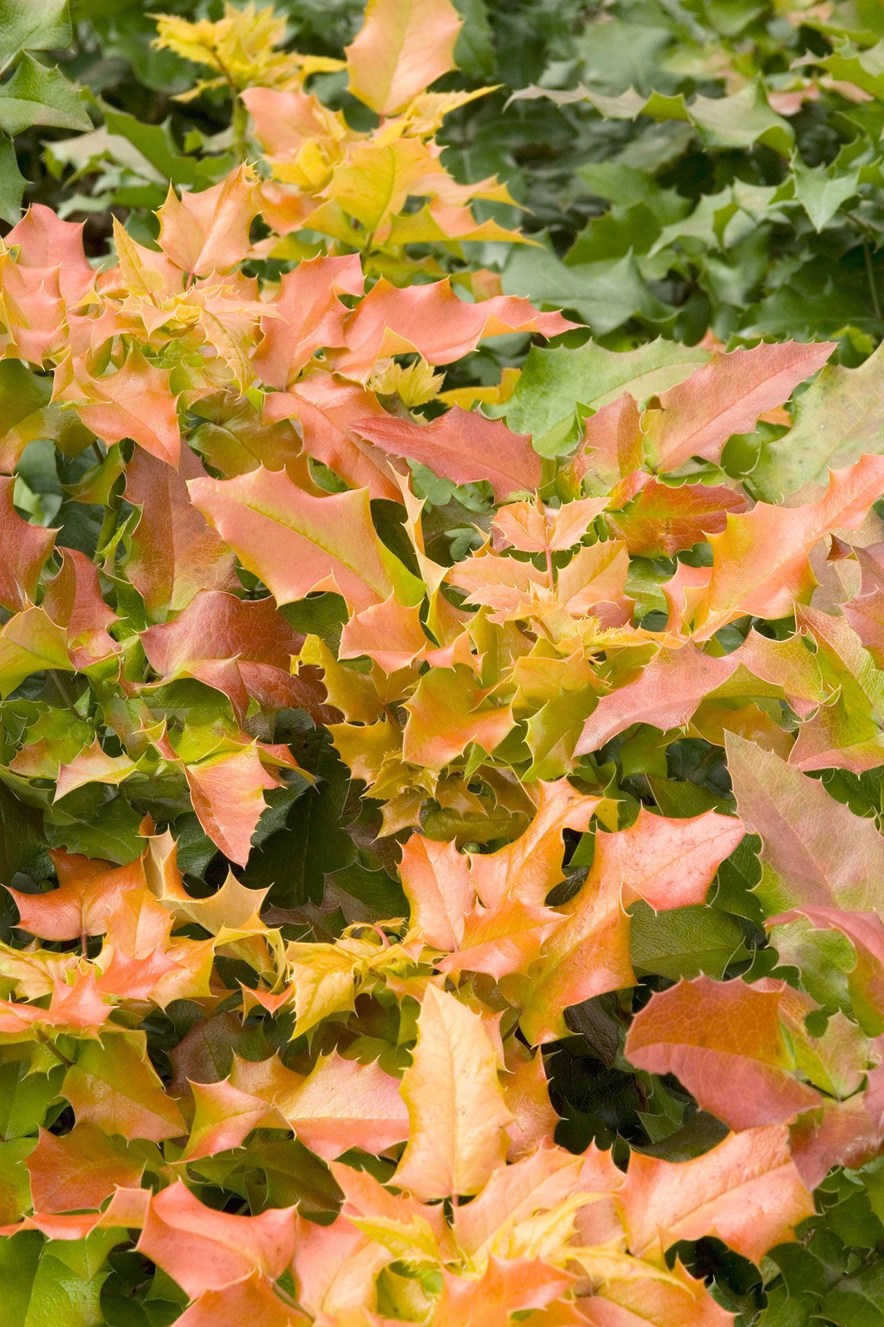 The leaves of the Mahonia aquifolium ‘Orange Flame’ are pointed and prickly, similar to English holly. (Monrovia photo)