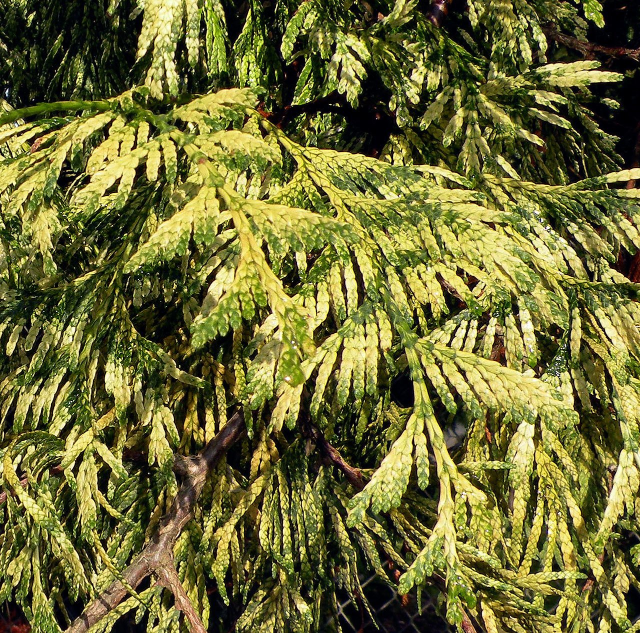 Great Plant Pick: Zebrina variegated Western red cedar