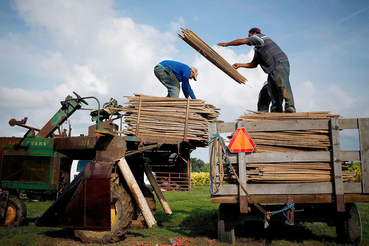 Workers load tobacco stakes onto a tractor at a burley tobacco field in Simpsonville, Kentucky, in 2016. (Luke Sharrett/Bloomberg)