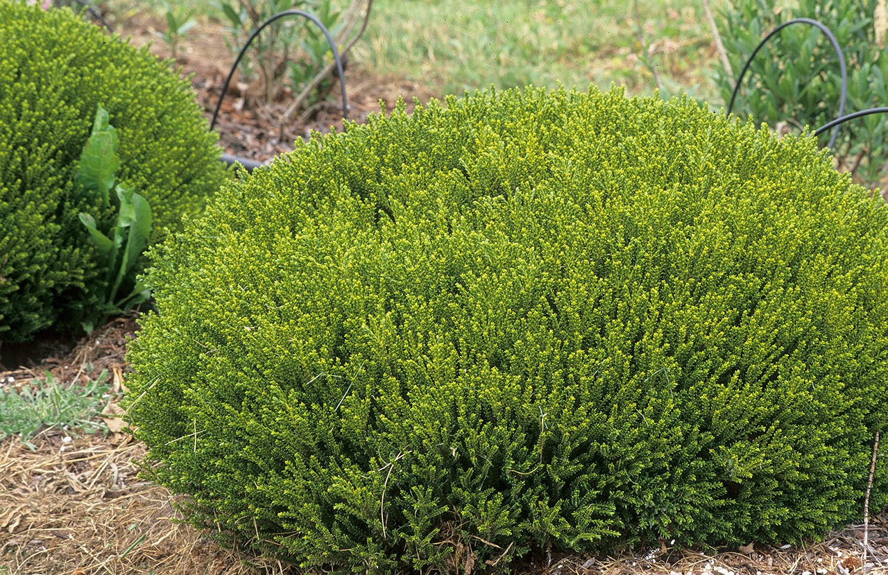 The Hebe “Emerald Gem” stands out because of its rounded, compact habit and its striking foliage. (Great Plant Picks photo)