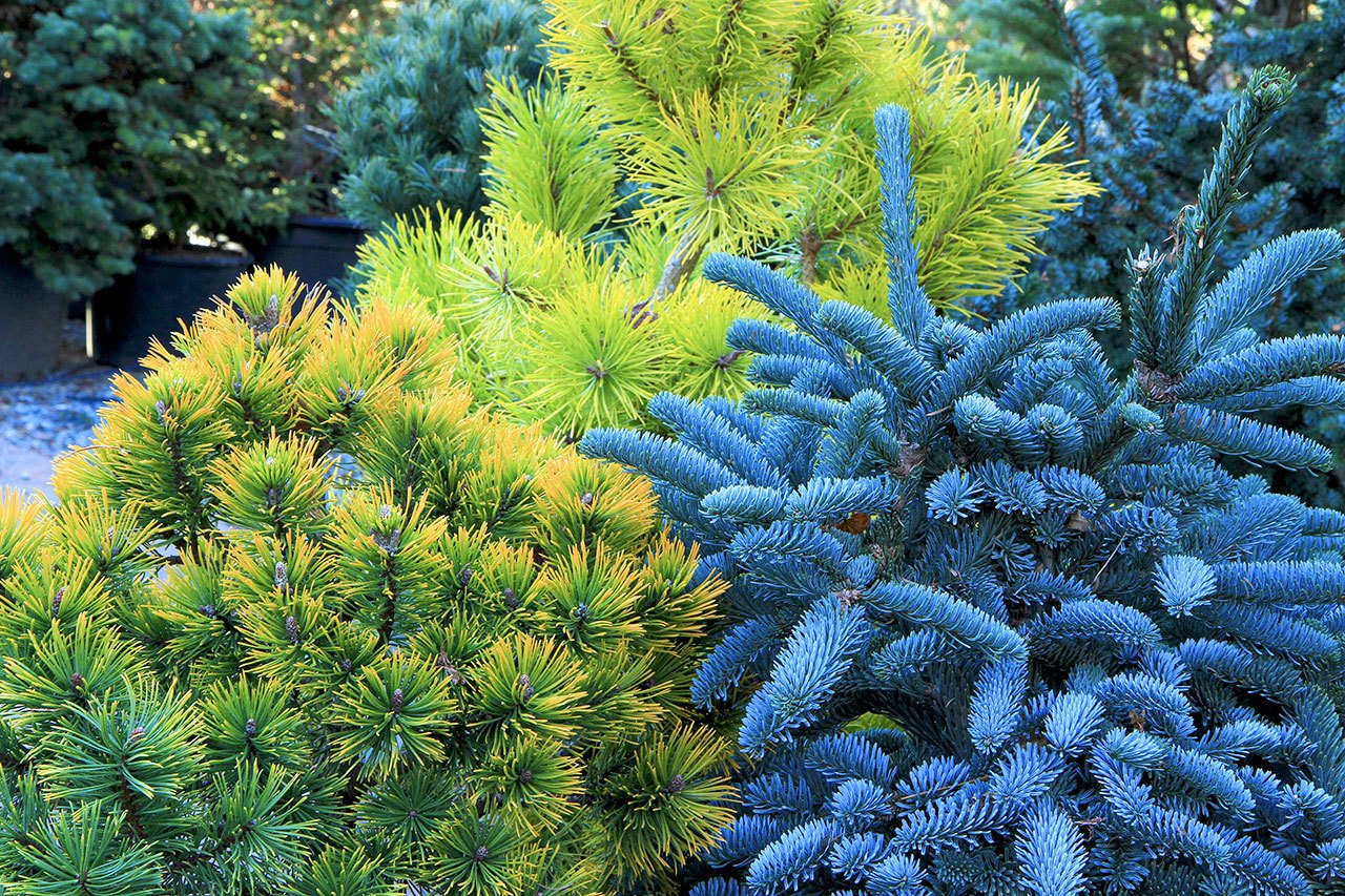 Pinus mugho “Ambergold,” Pinus contorta “Chief Joseph” (in the background) and Abies procera glauca prostrata canserve as the “bones” of a winter garden. (Pam Roy photo)