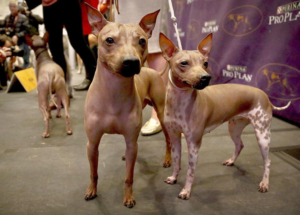 Candy, 2 (from left) Rodney, 7, and Johnny, 2, three American Hairless Terriers owned by Virginia’s Sue Medhurst are shown at a news conference Monday in New York. The dogs are among three new breeds competing in the Westminster Kennel Club Dog Show at Madison Square Garden. (Bebeto Matthews / Associated Press)
