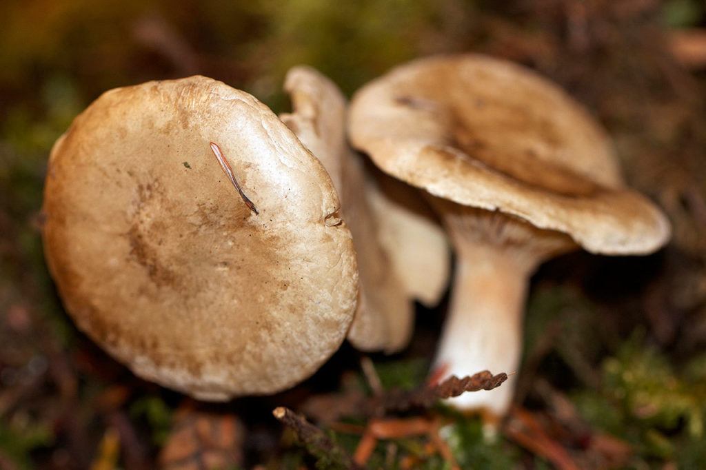 One of 50 new classes offered at the expo is about edible mushroom cultivation. Clitopilus prunulus or Sweetbread mushroom is edible. (Mike Benbow)
