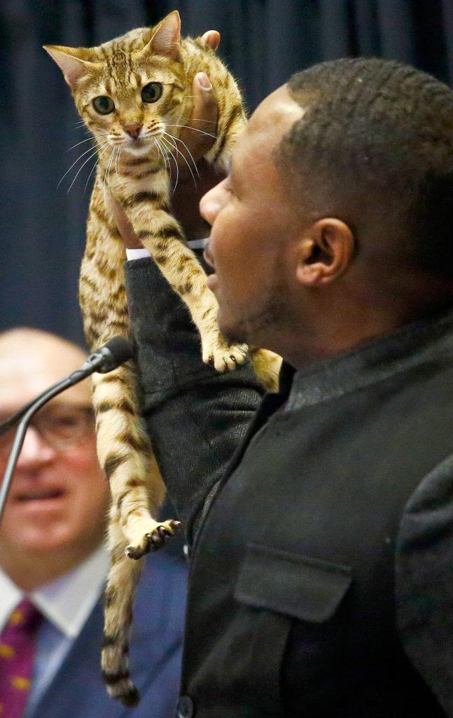Cat breeder Anthony Hutcherson shows off a Bengal Cat during a press conference Monday in New York. The Bengal Cat will feature at the 141st Westminster Kennel Club Dog Show in a non-competitive “meet the breeds” exhibition, where cats will be shown for the first time, at Madison Square Garden on Feb. 13-14. (Bebeto Matthews / Associated Press)
