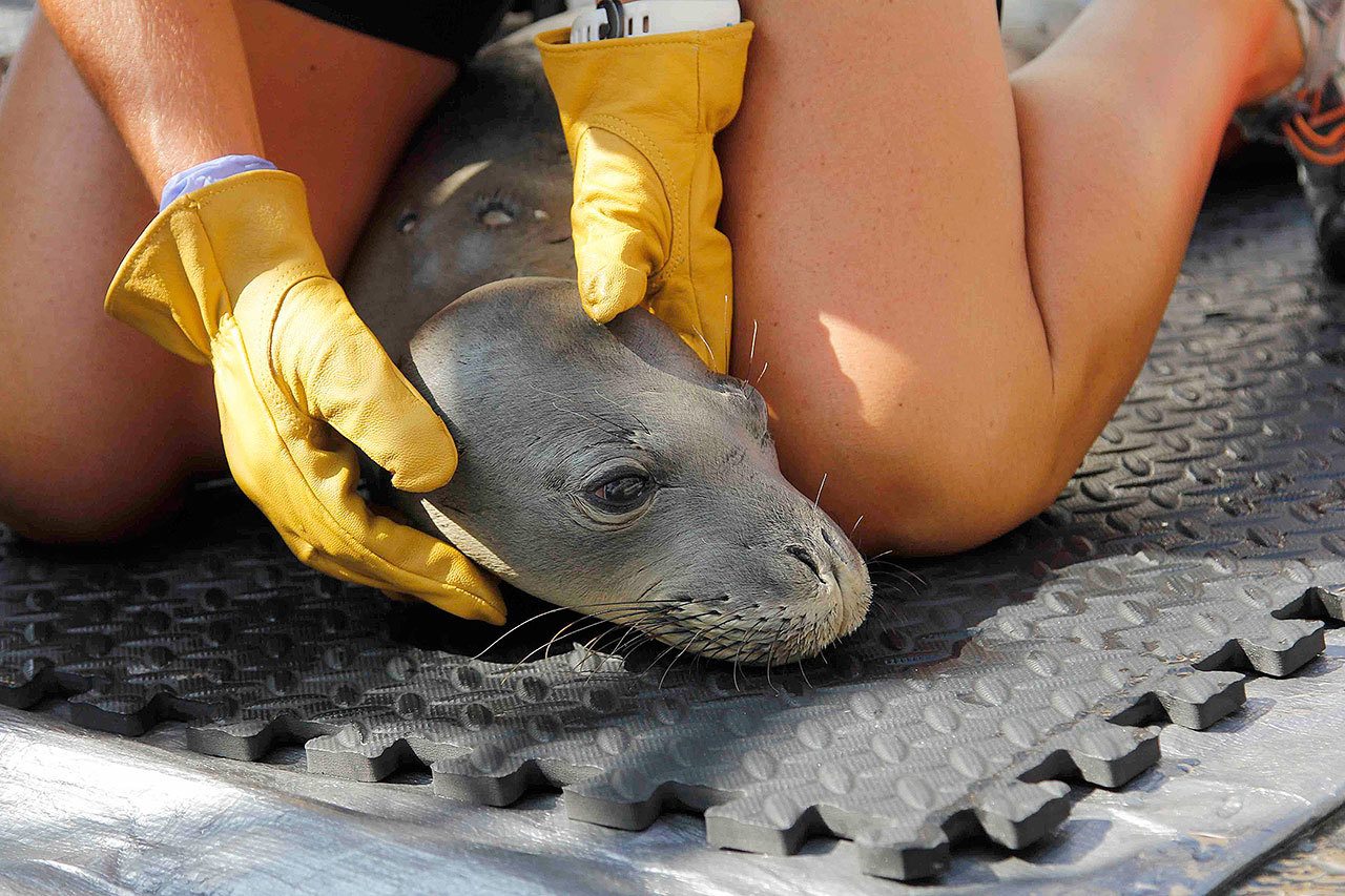 A prematurely weaned Hawaiian monk seal pup is restrained by a veterinarian so he may be fed a mashed fish formula aboard the research vessel Oscar Elton Sette in Kailua-Kona, Hawaii, in 2016. (National Marine Fisheries Service)