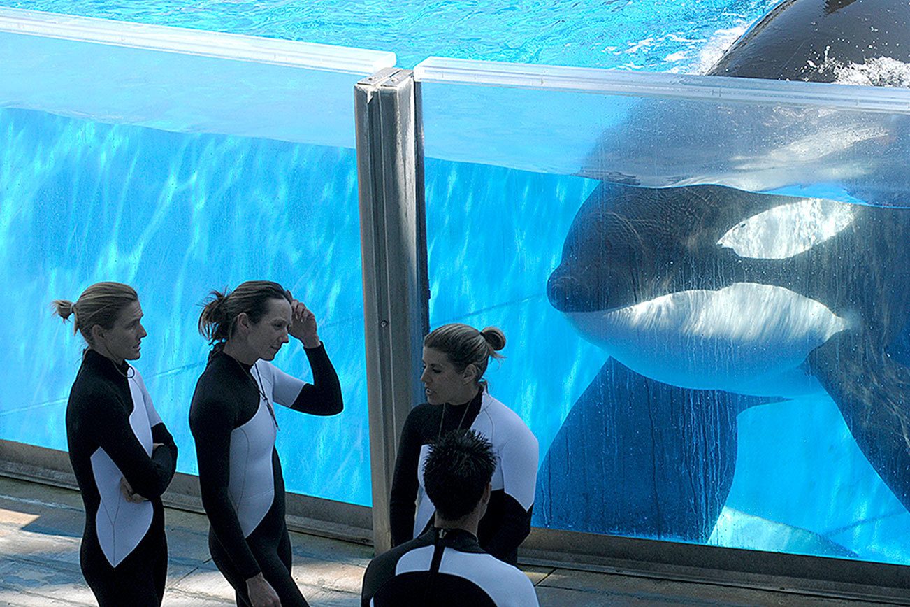 Killer whale Tilikum, linked to 3 human deaths, has died | HeraldNet.com