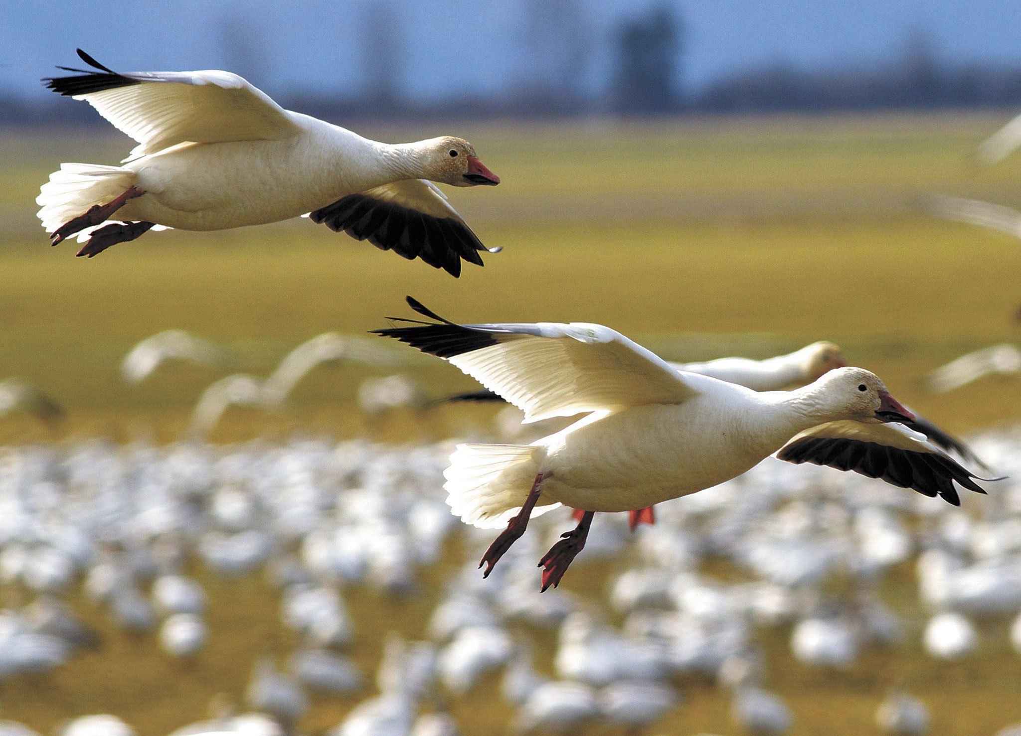 Snow geese travel thousands of miles from Russia’s Wrangel Island to winter here. (Mike Benbow photo)