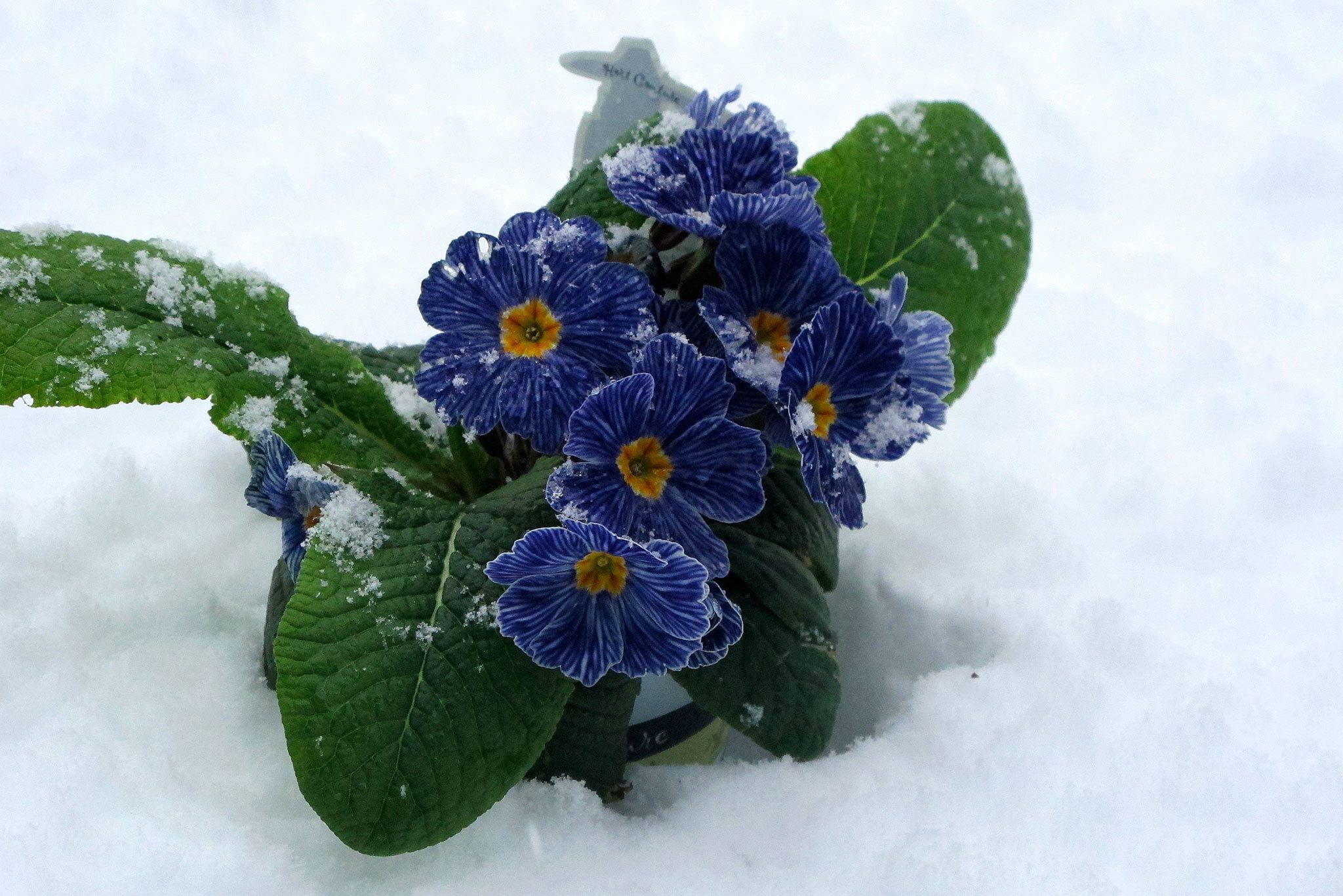 Bring new life to your garden by expanding your color palette. A blue primrose adds a nice pop. (Pam Roy)