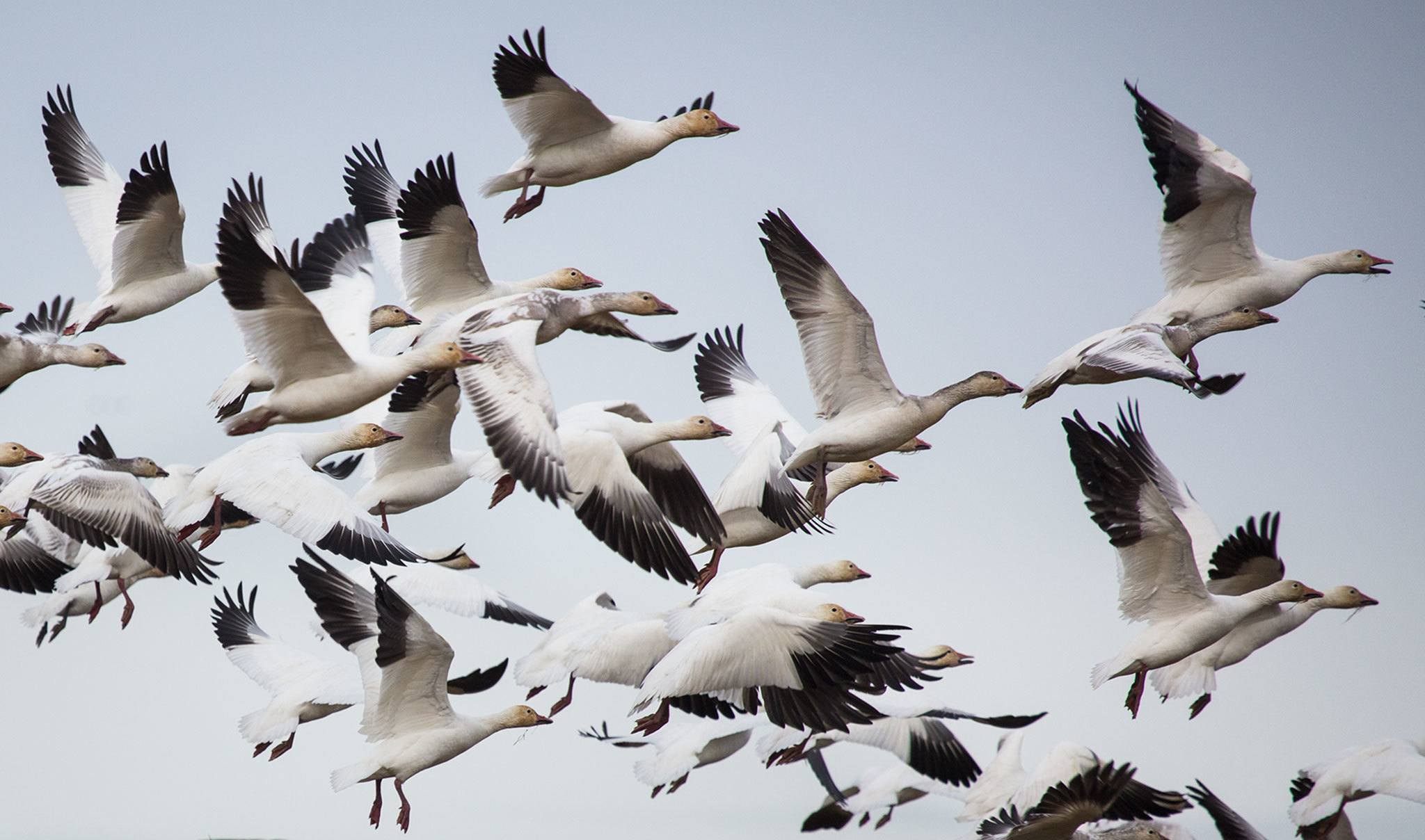 A flock of snow geese fly above the wetlands of Port Susan Bay on Monday, Feb. 20, 2017 in Stanwood, Wa. (Daniella Beccaria / The Herald)
