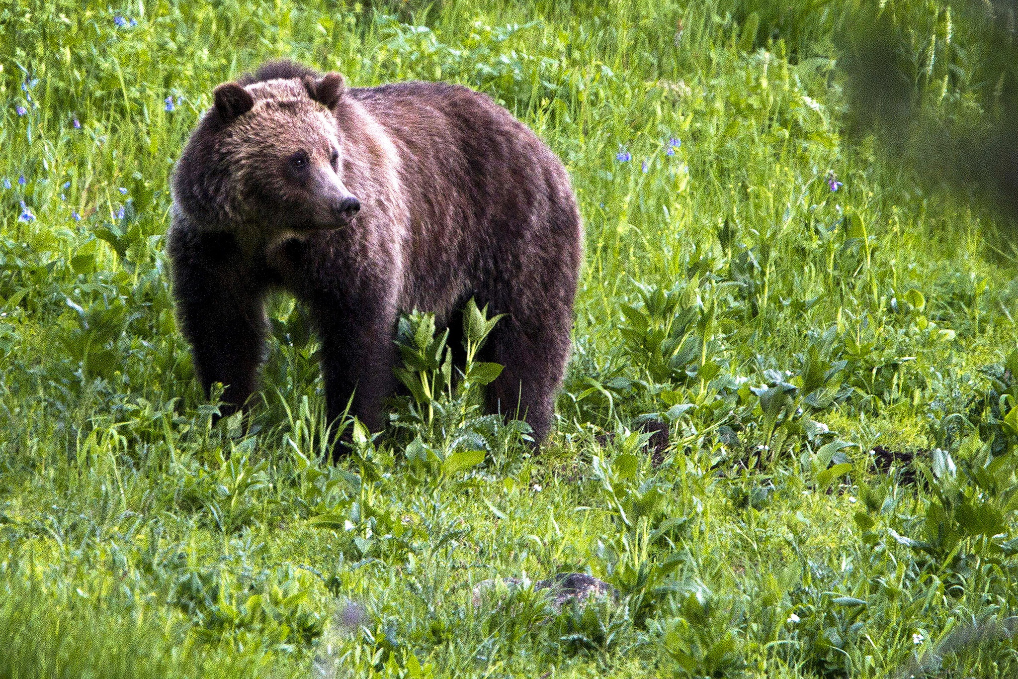 A grizzly bear is seen on July 6, 2011, near Beaver Lake in Yellowstone National Park, Wyoming. The National Park and U.S. Fish and Wildlife services have released a draft plan for reintroducing grizzlies into the North Cascades. (AP Photo / Jim Urquhart)