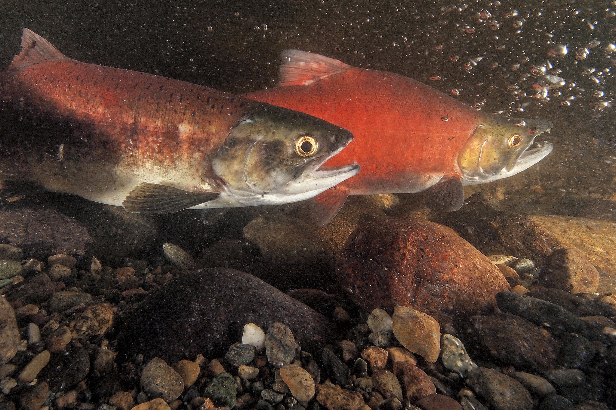A pair of kokanee salmon are seen on Nov. 16, 2012 in Ebright Creek just east of Lake Sammamish. Efforts to help restore natural habitat have helped kokanee reclaim breeding grounds around Lake Sammamish but similar projects are lagging at nearby Lake Washington where populations are heavily depleted. (Courtesy of Roger Tabor, US Fish and Wildlife Service)