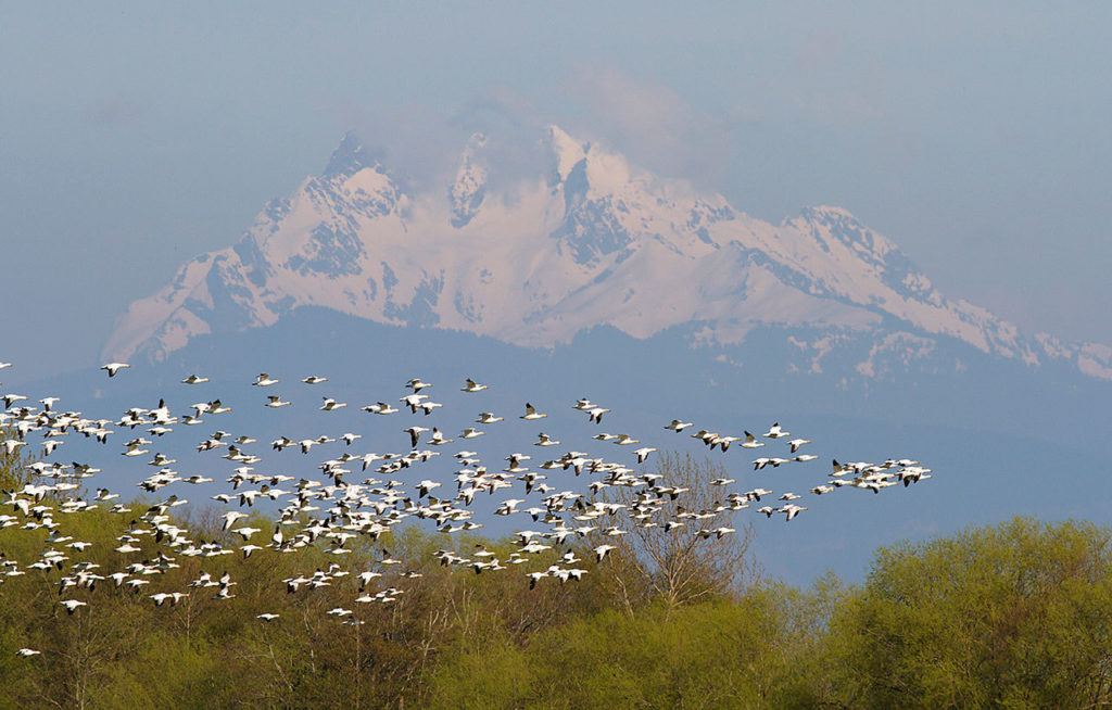 A large flock of geese over Three Fingers Mountain. (Mike Benbow photo)

