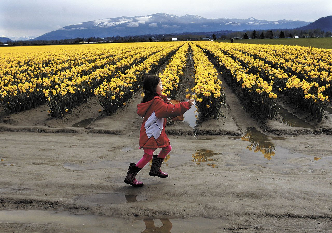 A child races through daffodil fields on the Skagit Flats in this April 2011 photo. The third annual La Conner Daffodil Festival will take place in March, but the yellow flowers should be blooming later in February. (Dan Bates / The Herald)