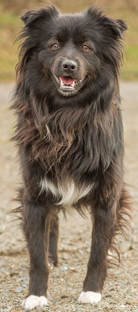 Manda is a very active Border Collie looking for an adult only home. She cannot live with cats and will need a meet and greet with any resident canines prior to adoption. She can be mouthy when playing and will bark at visitors. Manda will need a fenced yard or to be taken out on leash because she will run off. If you are looking for a hiking or running partner come meet Manda today! (Curt Story / Everett Animal Shelter)
