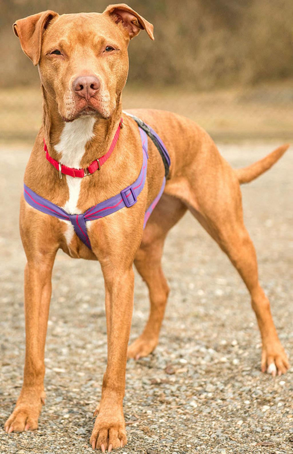 These dogs have special needs — including loving homes