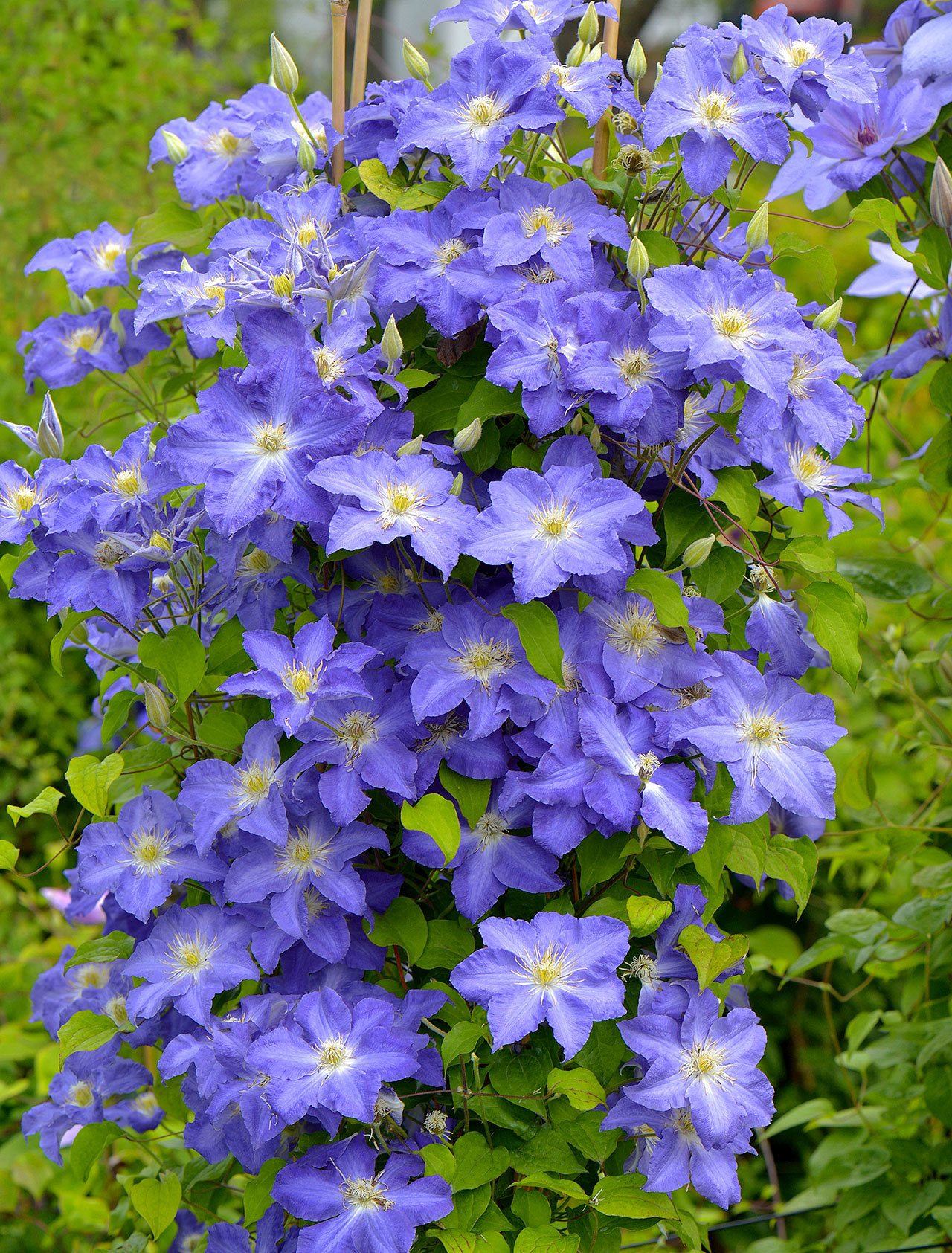 Clematis “Brother Stefan” is a deciduous vine with blue flowers that are rimmed with ruffled edges. (Proven Winners photo)