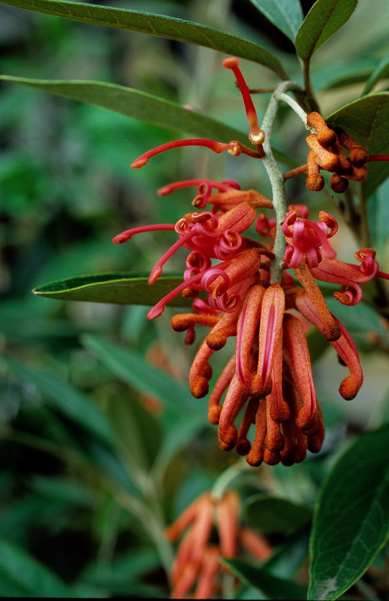Grevillea victoriae, also known as royal grevillea, is a broadleaf evergreen shrub with hanging pendant clusters of beak-like red-orange buds. (Richie Steffens)