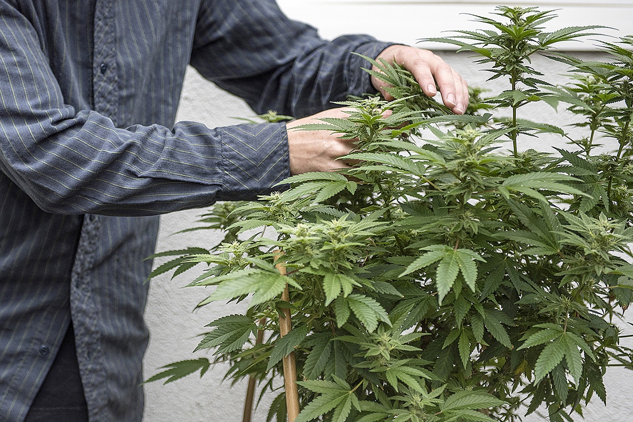 A Southern California grower picks off undesirable leaves from a cannabis plant on Feb. 10. (Matt Masin/The Orange County Register via AP)