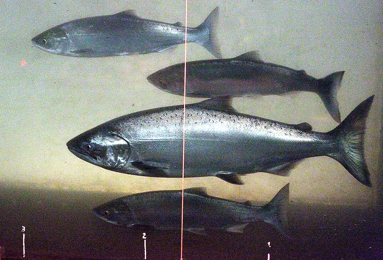 In this2012 photo, a Chinook salmon, second from the bottom, swims in the Columbia River with sockeye salmon at the Bonneville Dam fish-counting window near North Bonneville, Washington. (AP Photo/Rick Bowmer, File)