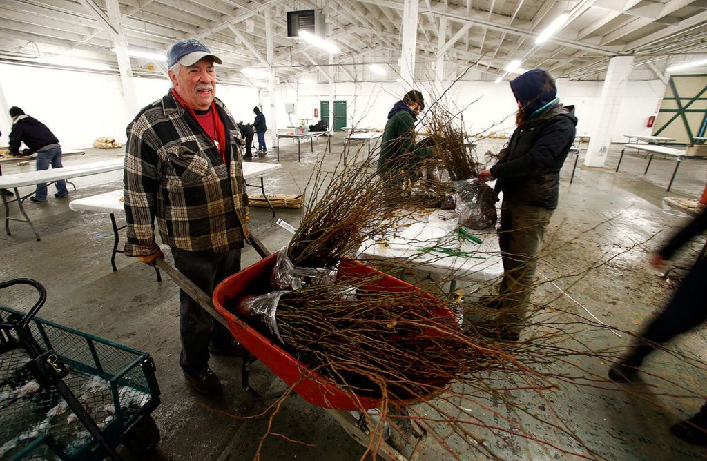 Jim Weisenbach helps the Snohomish Conservation District get ready for the annual plant sale at the fairgrounds. Weisenbach enjoys the work as well as all the young people who participate. (Dan Bates / The Herald)
