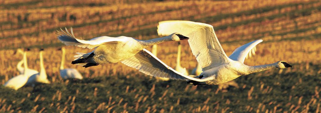 A pair of swans heads home at sunset. (Mike Benbow photo)
