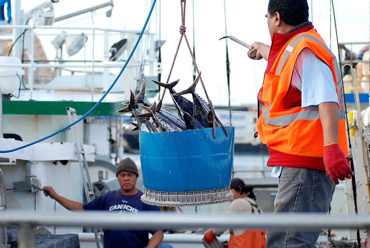 Fish are unloaded from a commercial fishing boat at Pier 38 in Honolulu on Feb. 2. (Caleb Jones / Associated Press)
