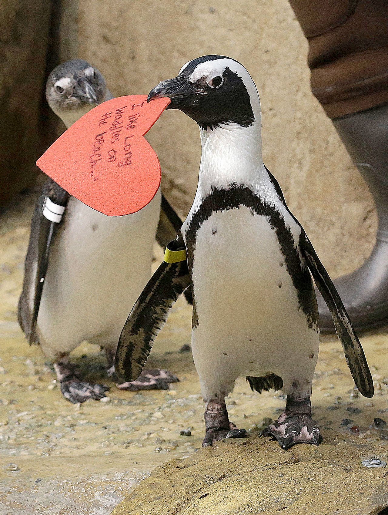 An African penguin walks away with a heart-shaped valentine handed out by aquarium biologist Piper Dwight at the California Academy of Sciences in San Francisco on Monday. The valentines will be used as nesting material. (AP Photo/Jeff Chiu)