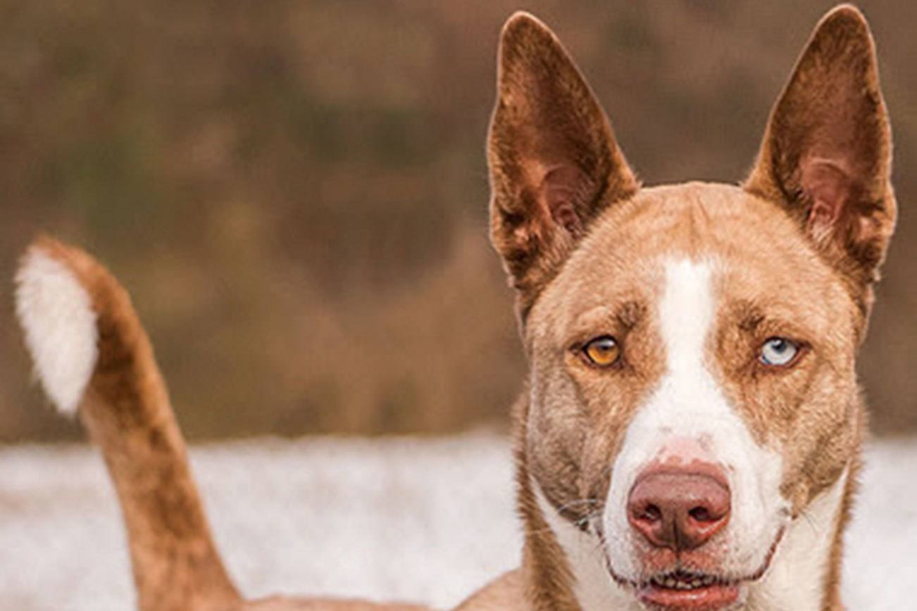 Dogs available for adoption from Everett Animal Shelter