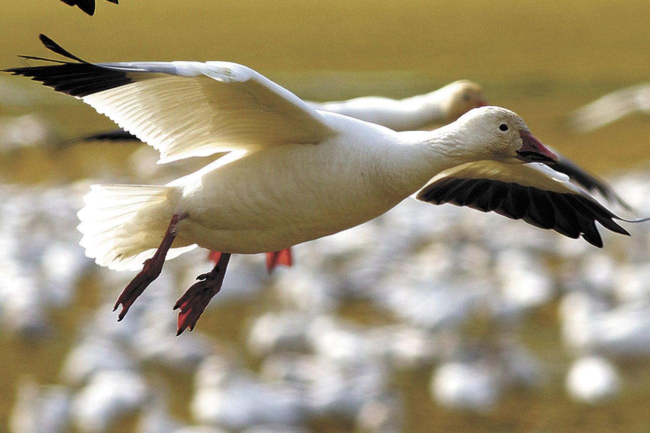 Birding: A family outing or activity in your own backyard