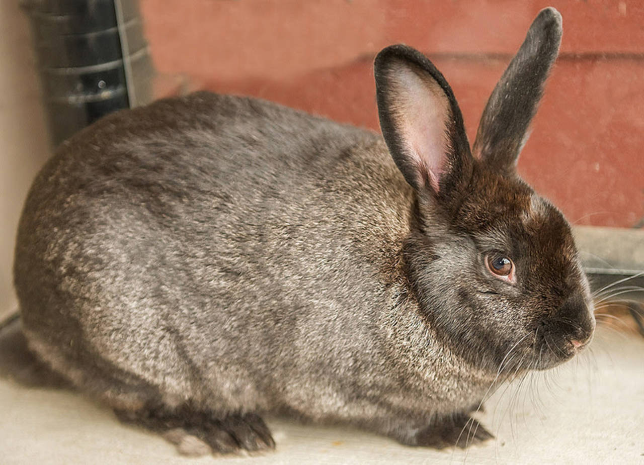 Bubblegum is a sweet, handsome guy! He came in as a stray so we don’t know much about him except for the fact he loves to eat and will sleep on his back with his legs up in the air! Rabbits are very social and smart; often learning tricks with training and daily handling. Any kids in the house should be respectful as bunnies can spook easily during a new transition. Any large animals (cats/dogs) should be slowly introduced after he has settled in. Bubblegum has now been neutered which may make him calmer and help to keep him healthier. (Curt Story/Everett Animal Shelter)