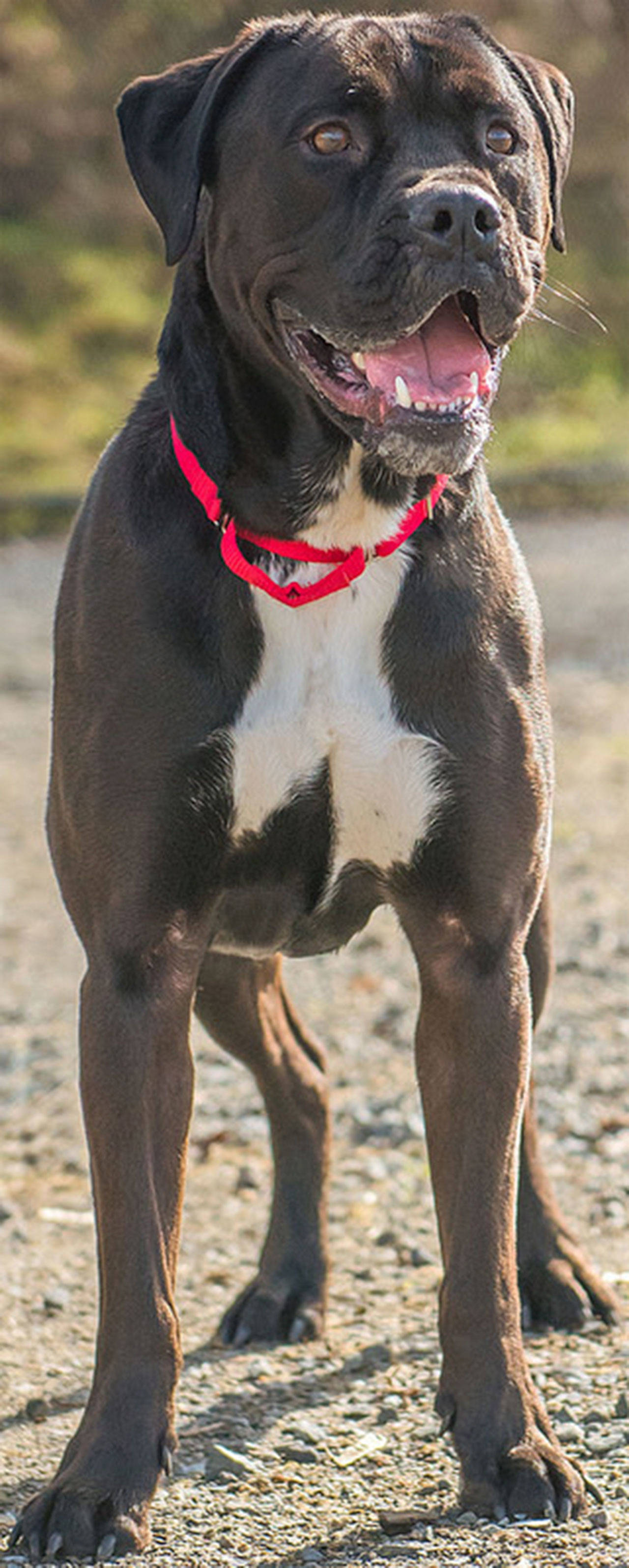 Goose is a cool dude looking for a family to call his own! He already had a few homes and he is ready to find his forever home. He has lived with kids over 6 years old and other dogs. His new home should not have any cats because he really likes to play chase. He is a goofy guy that knocks children down so his new home needs to take that into consideration. He is very active and loves to play fetch! He barks when he is alone so he is not suited for apartment/condo living. (Curt Story/Everett Animal Shelter)