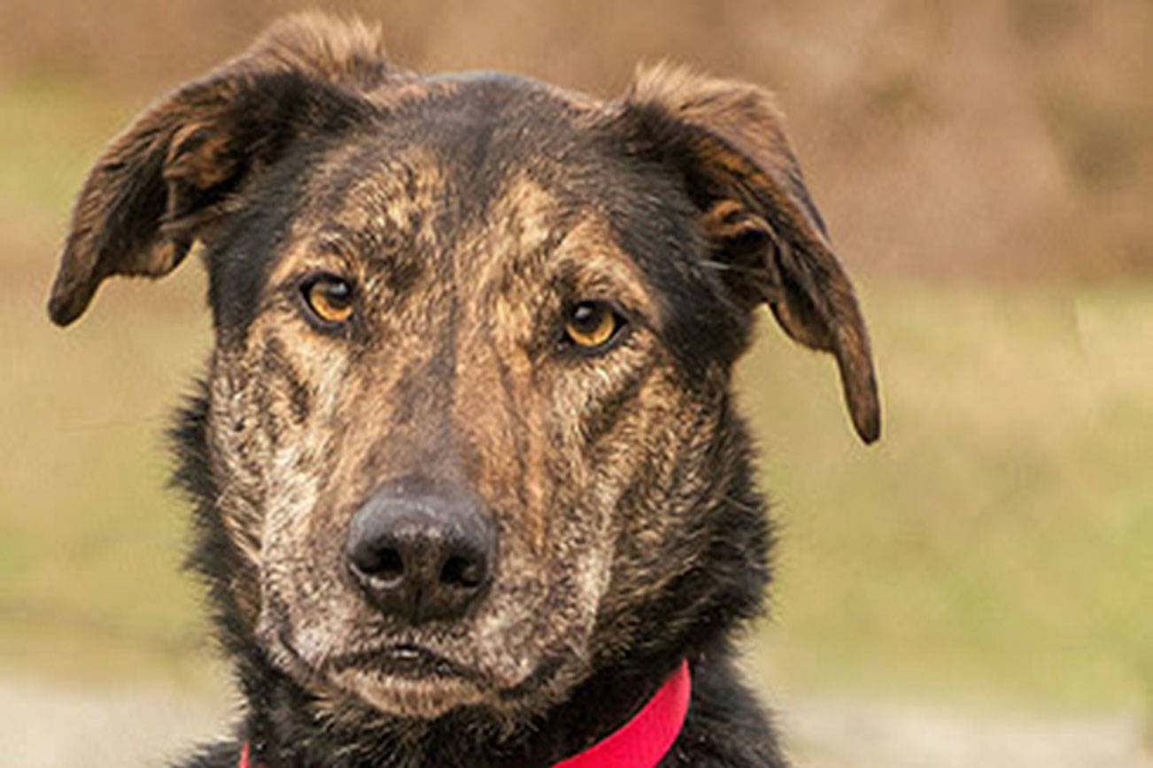 Two dogs ready for adoption from Everett Animal Shelter