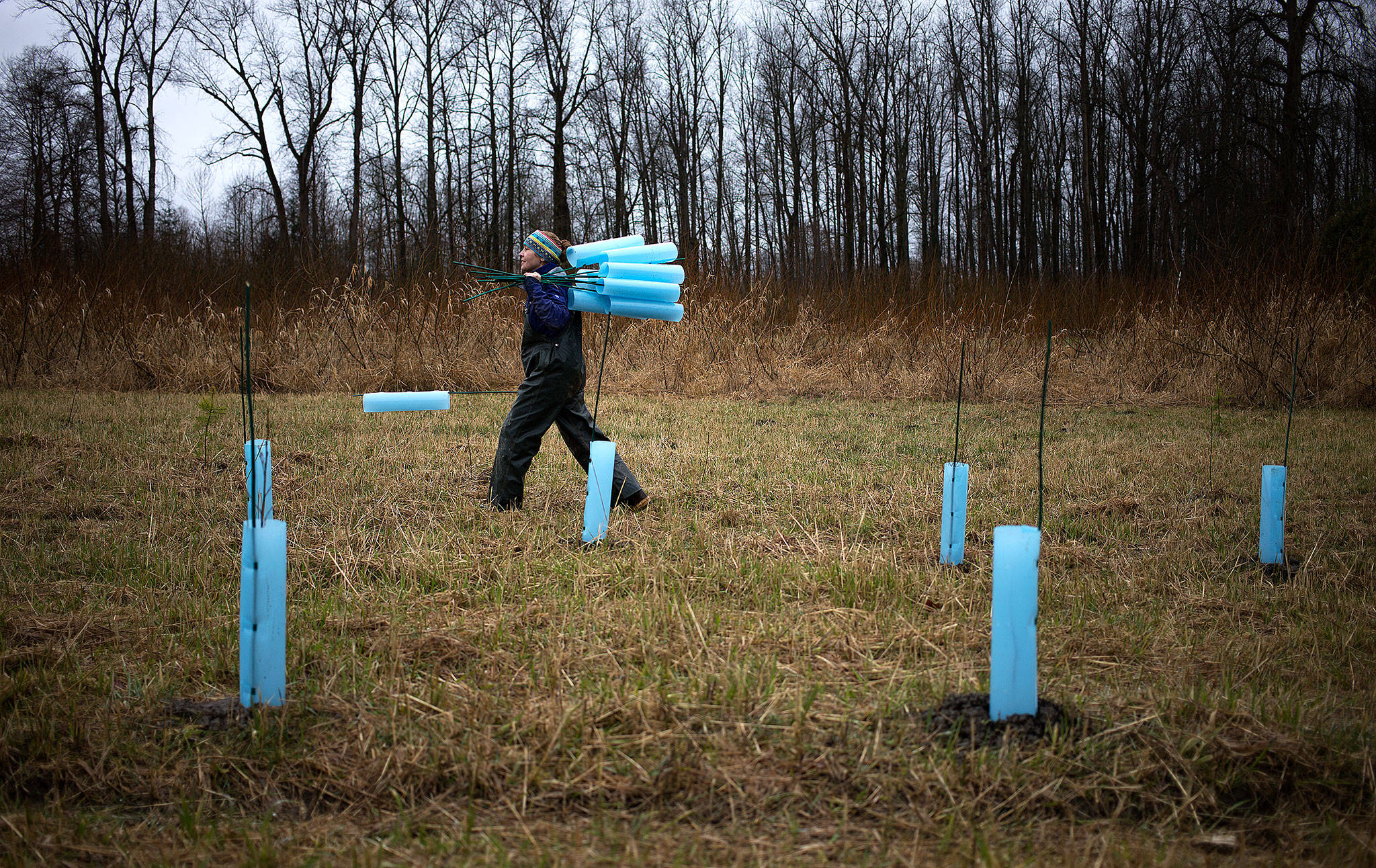 Jen Savigny, a wildlife biologist with the Stillaguamish Tribe Natural Resources Department, carries plant protection collars as she, members of the Stillaguamish Tribe and others volunteers marked Billy Frank Day by planting around 500 trees along the Stillaguamish River on Thursday in Arlington. (Andy Bronson / The Herald)