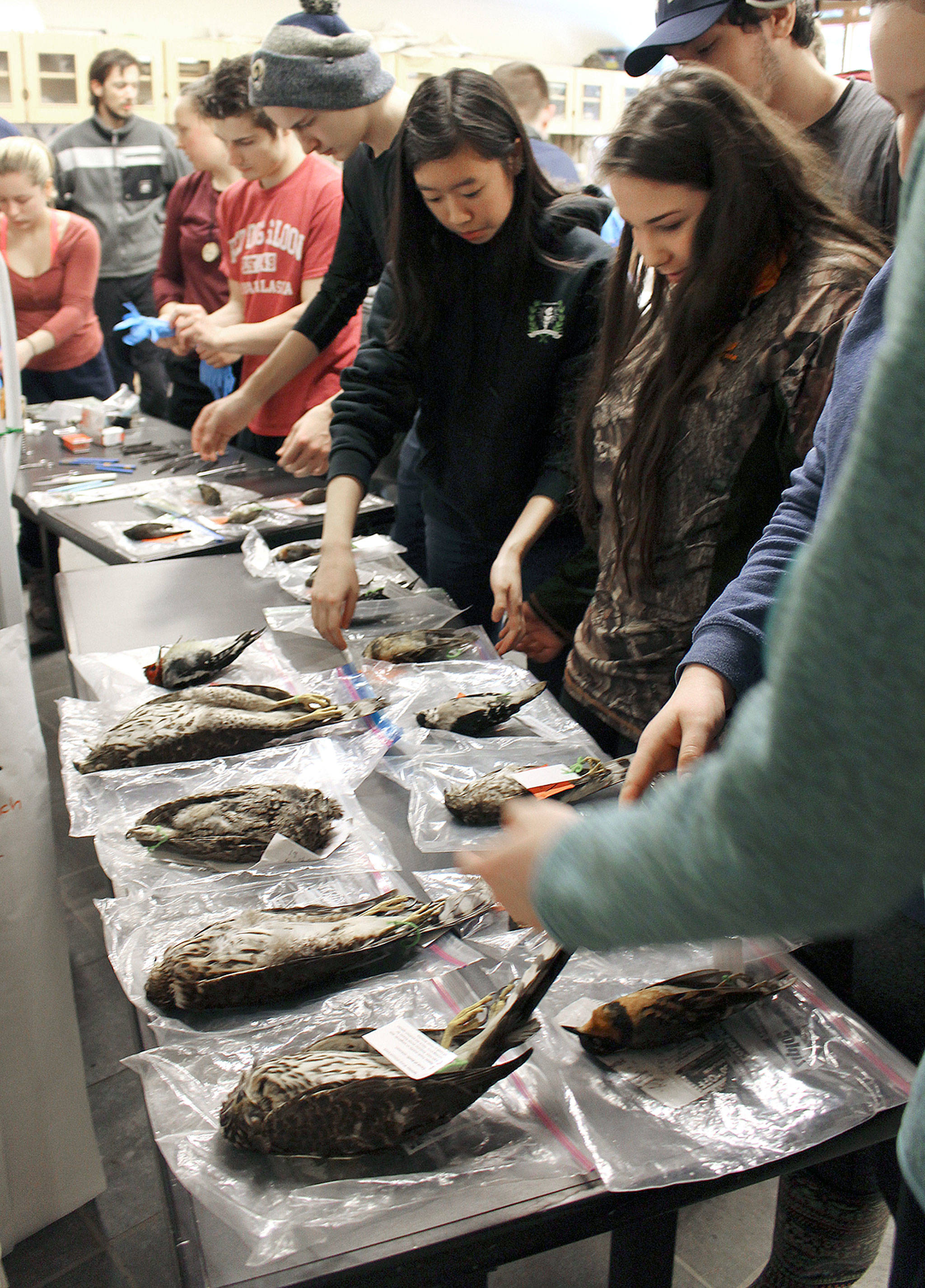 Students passed the time at the Environmental Learning Center doing science and natural history-based games and exercises, including an impromptu lesson in taxidermy. Dead birds from the region are donated to North Cascades Institute, who uses them for educational and interpretive purposes in their science lab. (Joshua Porter / North Cascades Institute)