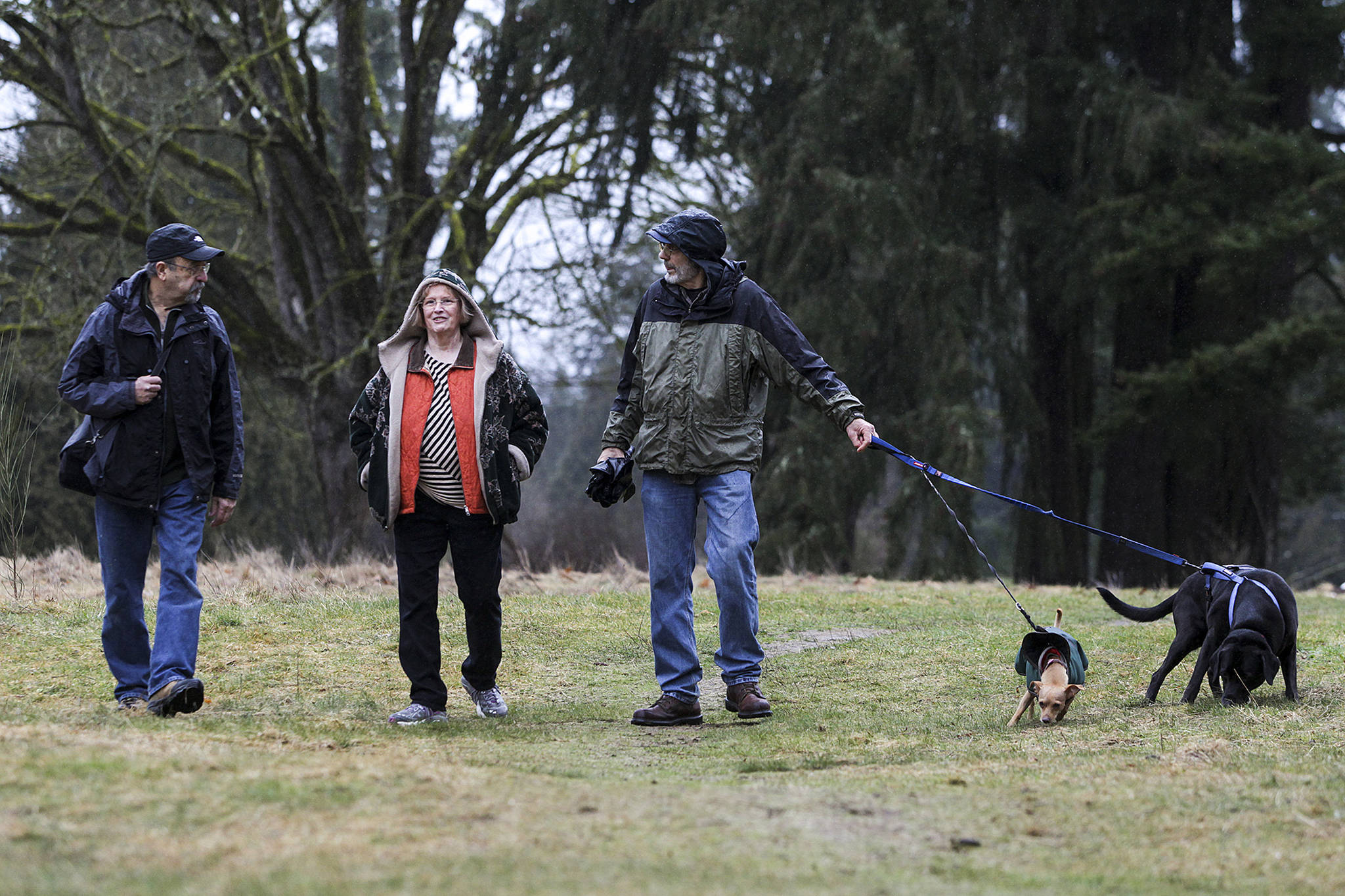 Woodinville residents (from left) Bill Stankus, Nancy Bacon and Wayne Sesser walk Roxy and Chloe through Wellington Hills, a former golf course, on March 3. Talk of developing the land, which is owned by Snohomish County, has some neighbors worried about harm to wildlife and overcrowding in the semirural area. (Ian Terry / The Herald)