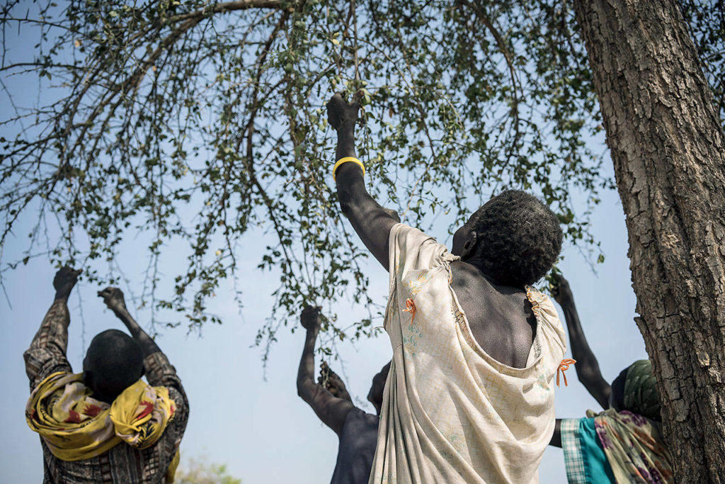 Women pick leaves from a tree that they will later cook for dinner in the small village of Apada, near Aweil in South Sudan. (Mackenzie Knowles-Coursin/UNICEF via AP)
