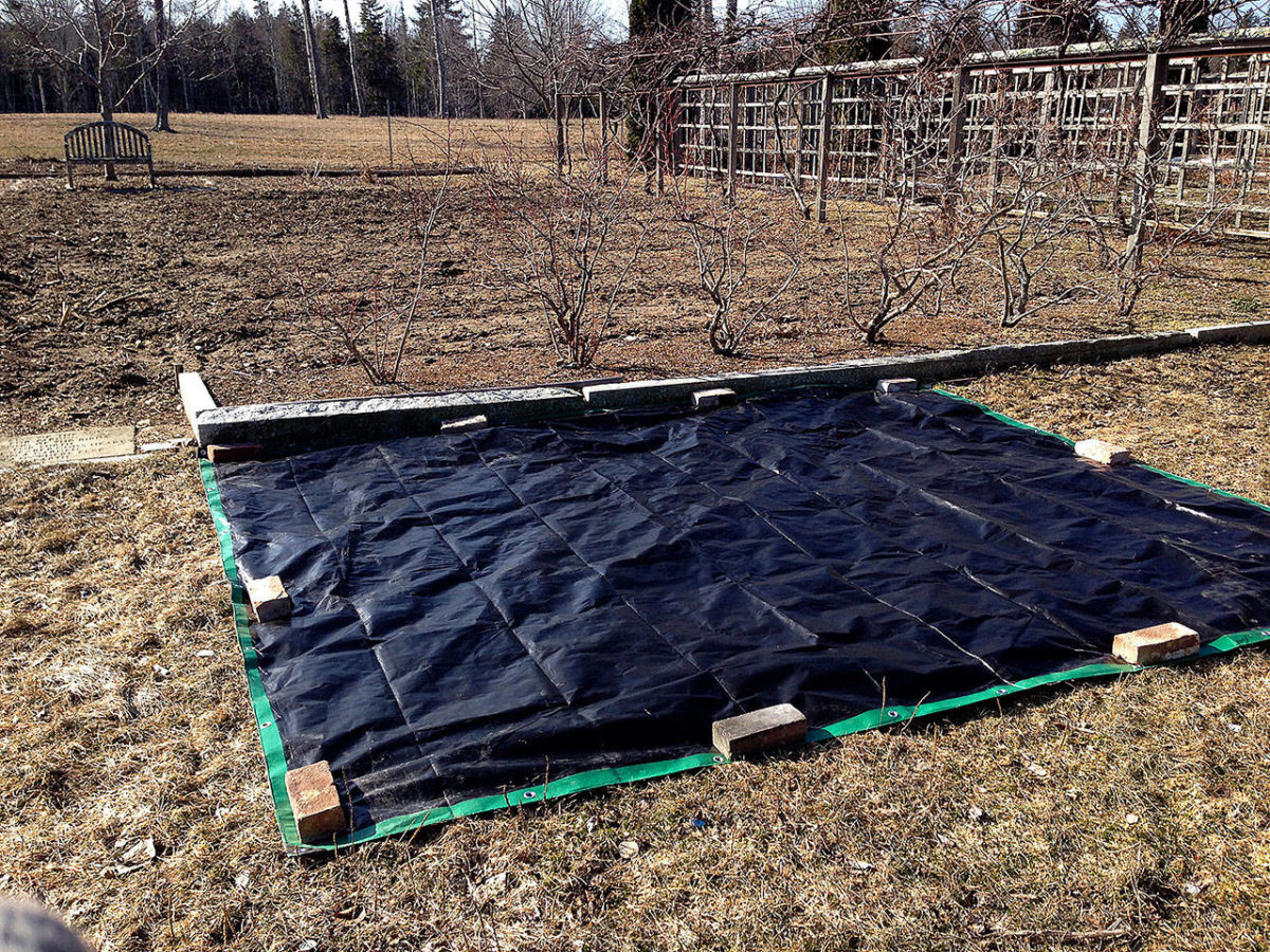Weeds, meet your new worst enemy Black tarps