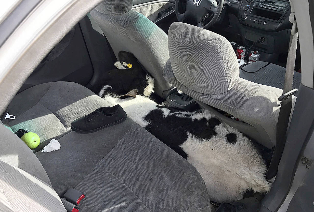 This March 4 photo shows a cow wedged between the front and back seat of a Honda Civic along the side of an interstate highway in Beaumont, California. (CHP-San Gorgonio Pass via AP )