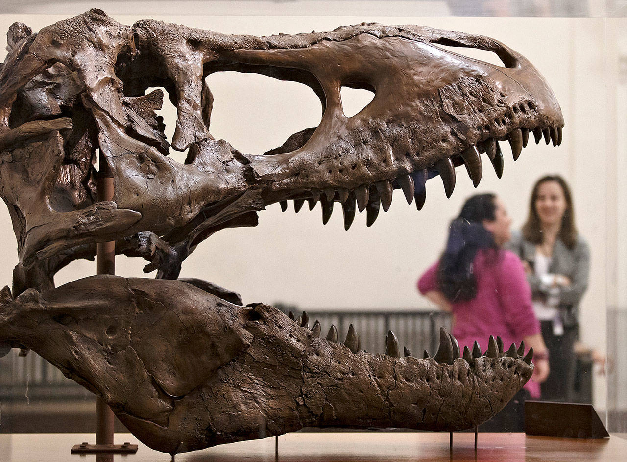 A cast of a Tyrannosaurus rex discovered in Montana greets visitors as they enter the Smithsonian Museum of Natural History in Washington, D.C., in 2014. (J. Scott Applewhite / AP File)