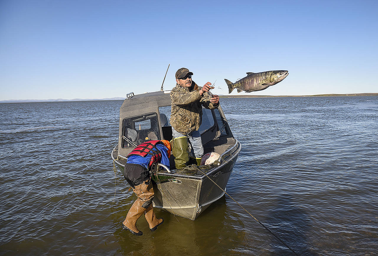 Chip Fields tosses a freshly caught salmon to shore while his son Devin, 10, leans over to haul another fish out as they catch fish to prepare for the upcoming winter.