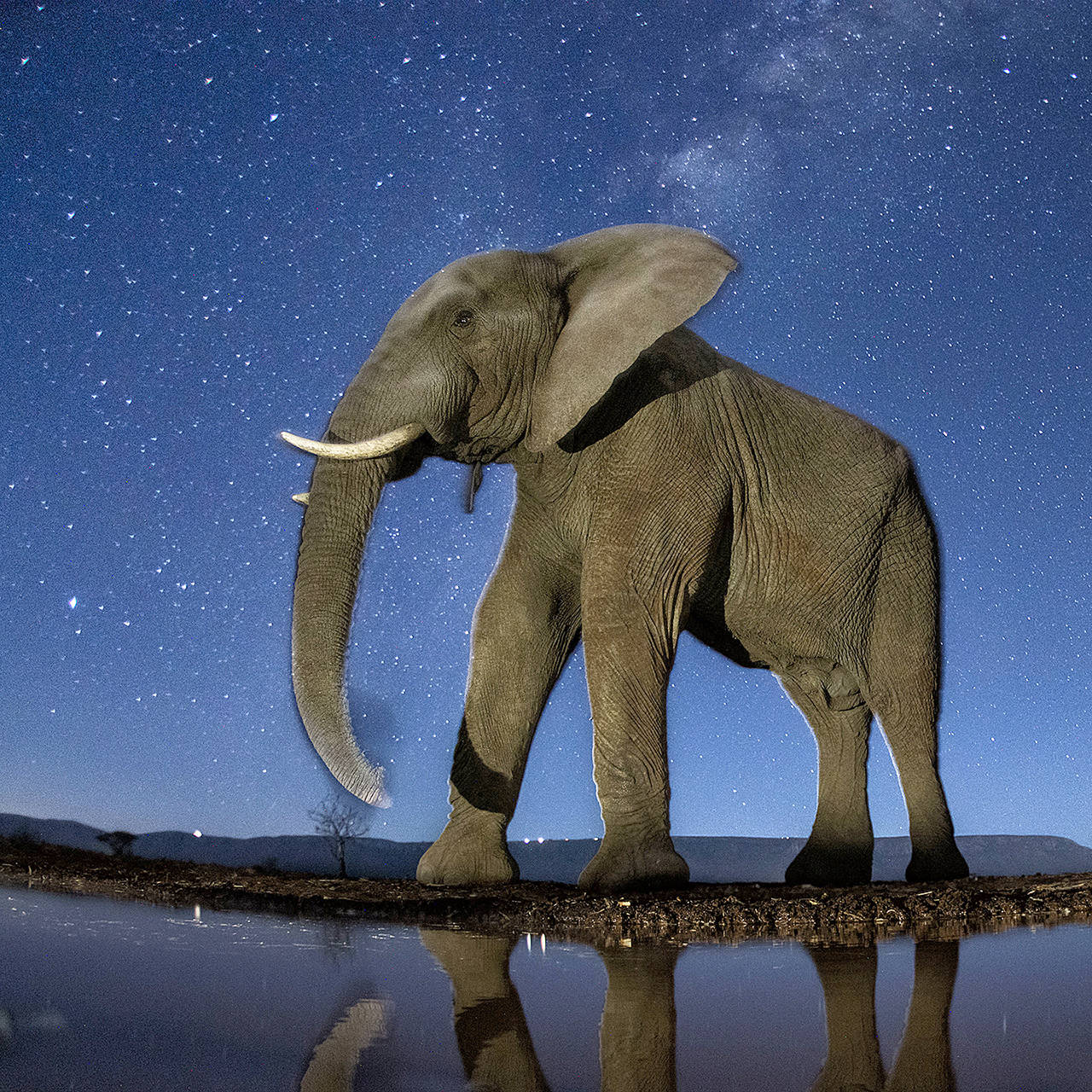 In this image titled “Now You See Me” won third prize in the Nature, Stories, category of the World Press Photo contest. It shows an African Elephant under the starry sky. (Bence Mate, World Press Photo via AP)