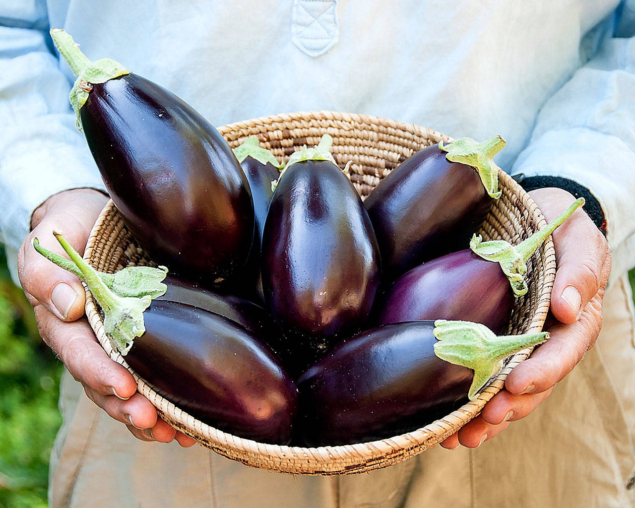 Little Prince eggplants from Renee’s Garden, the seed company of gardening entrepreneur Renee Shepherd. Its line of container-garden seeds are sold at independent nurseries and garden centers. (Renee’s Garden photo)